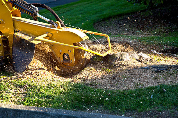 Best Tree Preservation Services  in Lexington, TX