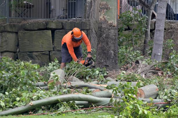 Trusted Lexington, TX Tree Removal Experts