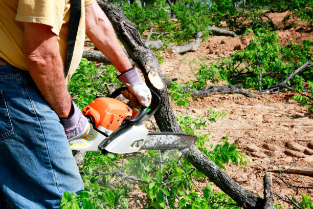Best Organic Lawn Care Solutions  in Lexington, TX